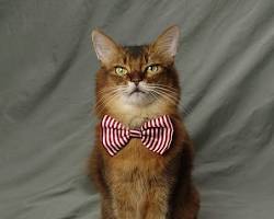 cat wearing a bow tieの画像