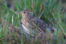 Image result for kiuru