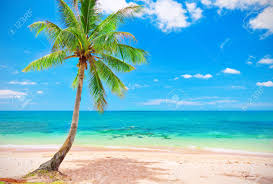 Image result for coconut tree