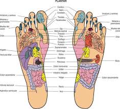 Resultado de imagen para cuerpo humano