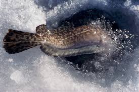 Image result for burbot fish