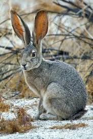 Image result for RABBIT