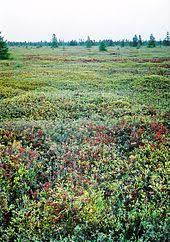 Image result for peat moss