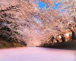 弘前公園（青森県）の画像