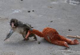 Punch the baby monkey with his stuffed orangutan toy