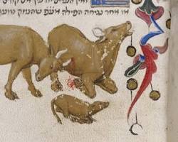 Image of Carolingian livestock medieval farm animals