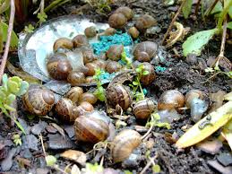 SNAIL BREEDS AND SNAIL FARMING