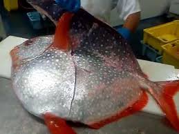 Image result for moonfish