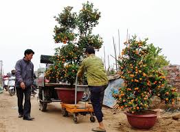 Kết quả hình ảnh cho XE NANG BAN CAY CANH