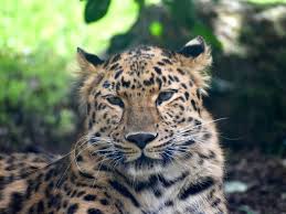 Leopard escapes Upstate zoo exhibit, prompting closure