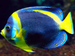 Image result for angelfish