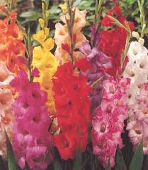 Image result for summer flower bulbs