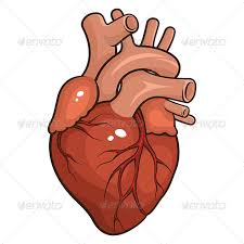 Image result for human heart