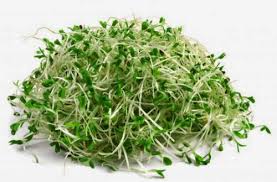 Image result for herba alfalfa