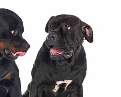 Cane Corso Rottweiler mix puppy