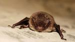  4 rabid bats found in Wash. state in May, highest count since 1998