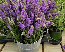 Image of Lavender plant