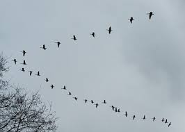 Resultado de imagen para ESTRATEGIAS DE VUELO EN AVES MIGRATORIAS