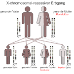 Dominant Rezessiv (Erbgang)