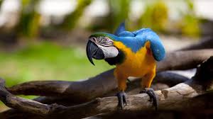 Image result for macaw parrot hd