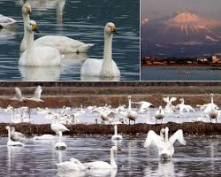 米子水鳥公園の画像