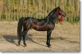 Image result for IRAN HORSES