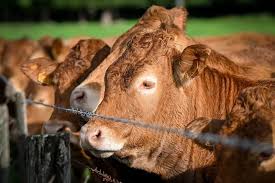 Attaque mortelle en plein alpage : une femme tuée par un troupeau de vaches, son mari dans un état grave