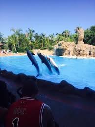 Resultado de imagen de imagenes de loro parque