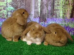 Image result for RABBIT
