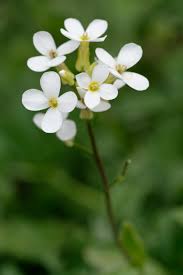 Arabidopsis thaliana