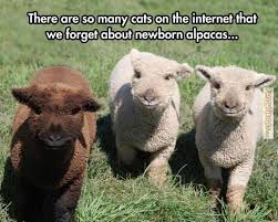 Image result for Animal Meme