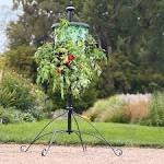 Topsy turvy tomato tree instructions growing 