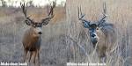 Whitetail deer vs mule deer