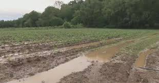 Heavy Rains Threaten Crops in Pennsylvania and New Hampshire