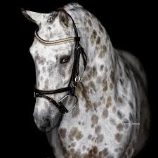 Stunning Images of Bull Terriers and Lusitano Horses | TikTok