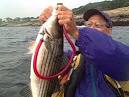 How to Fish a Tube and Worm for Big Stripers -