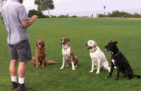 Image result for how to train a dog