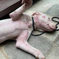 Reel by Letícia Garcia • Dermatologia veterinária (@leticiagarciavet) · December 17, 2024