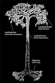 Resultado de imagen de lepidodendron