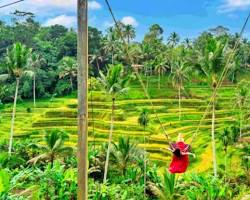 Gambar Hamparan sawah terasering Tegalalang Rice Terrace, Ubud, Bali