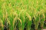 How to Grow Rice: Steps (with Pictures) - How