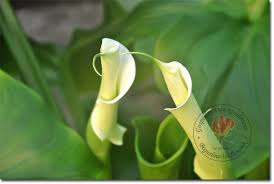 Znalezione obrazy dla zapytania kalia