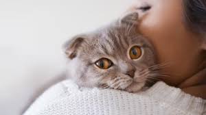 Día Internacional del Gato: México tiene 19.2 millones de michis, ¿cómo cuidar su salud?