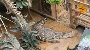 crocodiles