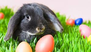 Képtalálat a következőre: „húsvéti nyuszi”