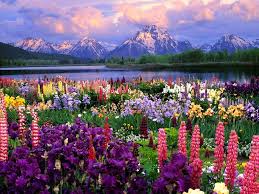Image result for pictures of flowers