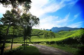 Hasil gambar untuk pecinta alam indonesia