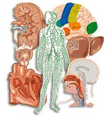 Resultado de imagen para cuerpo humano