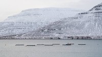 Iceland reacts to fish escapes with ISK 2.2 billion for aquaculture oversight