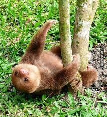 Image result for cute manga sloth